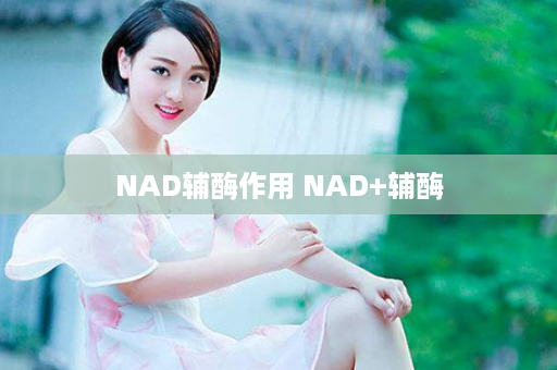 NAD辅酶作用 NAD+辅酶